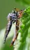 Neoitamus cyanurus